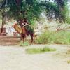 Man on camel