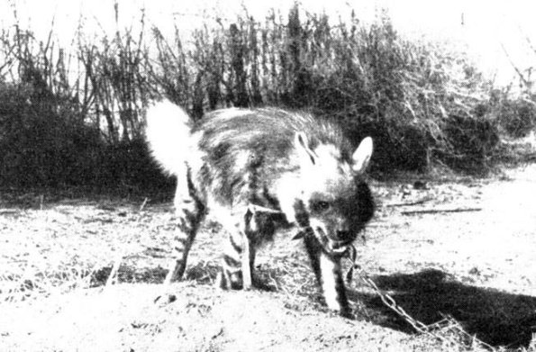 1961 Badhyz Giena